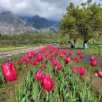 kashmir spring