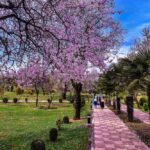kashmir spring 2