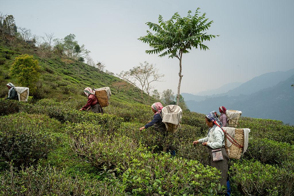 Top 5 Places to Visit in Darjeeling