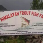 food 3 manali